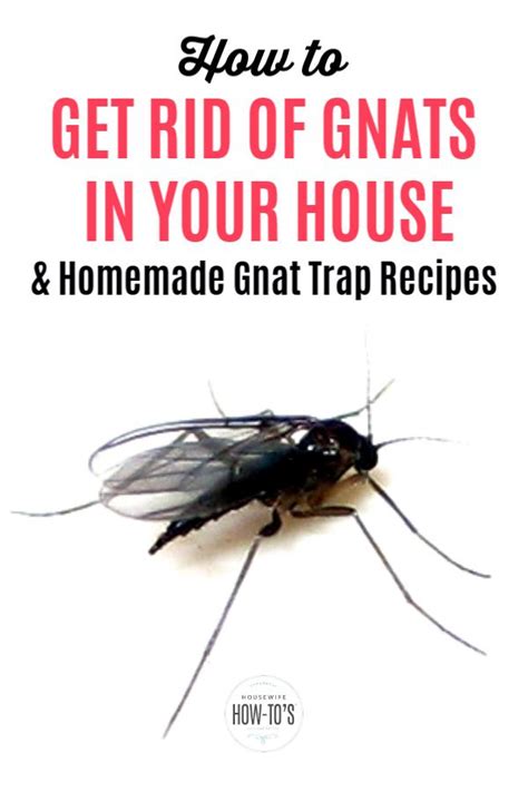Ways To Keep Gnats And Other Small Flying Insects Out Of Your House And Homemade Gnat Traps To