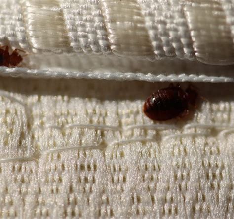 Where Do Bed Bugs Come From And How Do You Get Bed Bugs