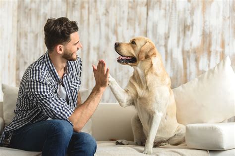 Ein hund wird dir schneller vergeben als jeder andere mensch. Mensch-Hund-Beziehung | Gesundheitstrends