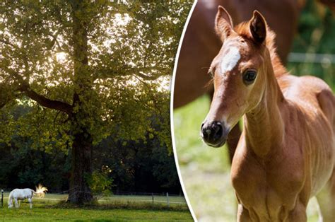 Horse Sex Teen Avoids Jail After Frolic In A Field Daily Star