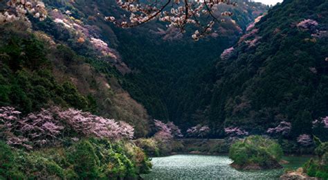 Image Japan Nature Mountain Lake Forests Flowering Trees 600x330