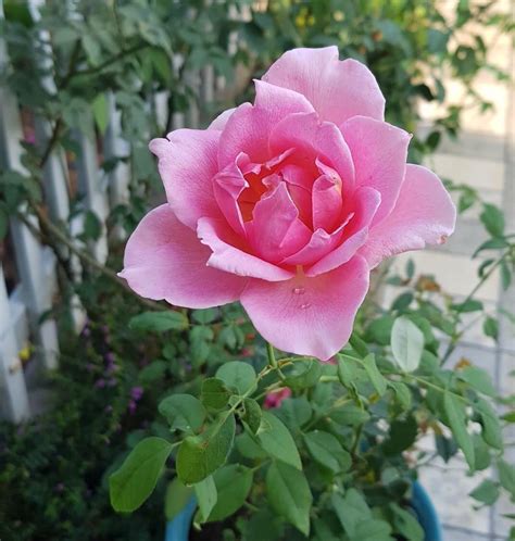 Bộ Sưu Tập Hình ảnh Vườn Hoa Hồng đẹp Nhất Với Hơn 999 ảnh Chất Lượng 4k