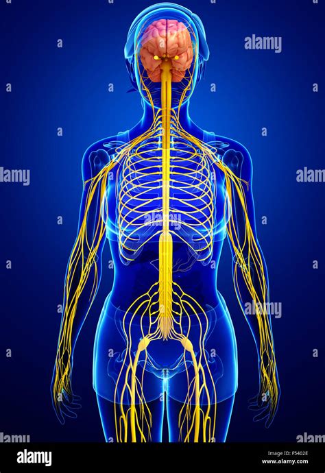 Illustration Of Female Nervous System Artwork Stock Photo Alamy