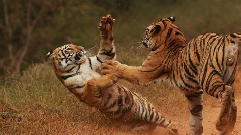 How Sharp Are Tiger Claws Read This