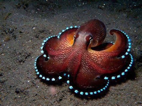 Colorful Octopus Deep Sea Creatures Beautiful Sea Creatures Animals