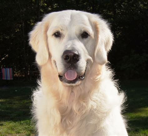 Golden retrievers are eager to please and easy to love. English Cream Golden Retriever Rescue | Top Dog Information
