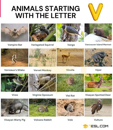 104 Cool Animals that Start with V | Animals Beginning with V with