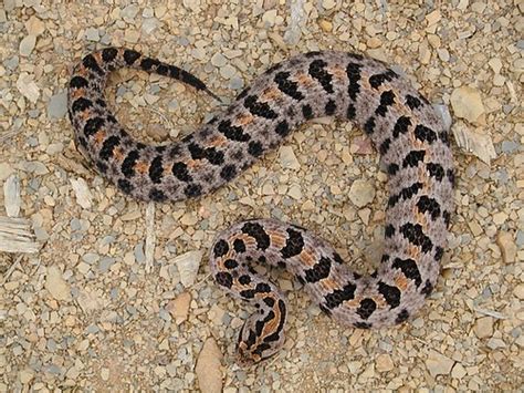 Western Pigmy Rattlesnake Northwest Arkansas Usa This Sna Flickr