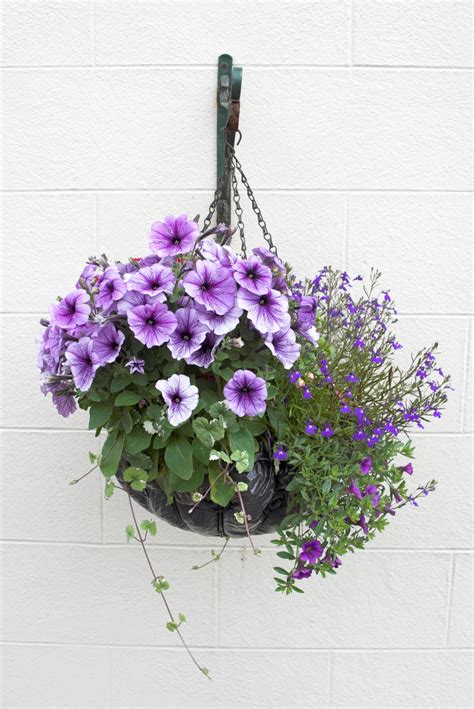 The Best And Most Popular Indoor Hanging Plants To Grow