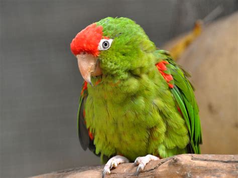 Psittacara Finschi Crimson Fronted Parakeet In Tel Aviv Bird Park Zapari
