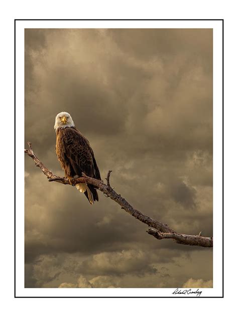 Bald Eagle Storm Photograph By Richard Cronberg