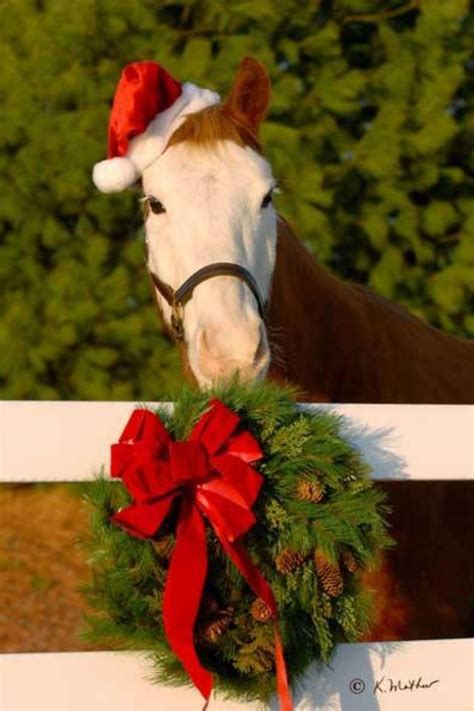 See christmas horse stock video clips. Holiday Horse of course | Christmas horses, Christmas ...