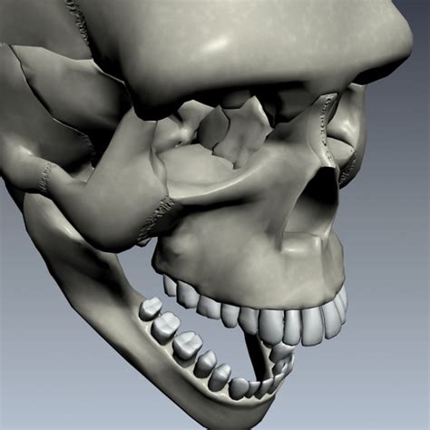 Human Skull Exploding 3d Model
