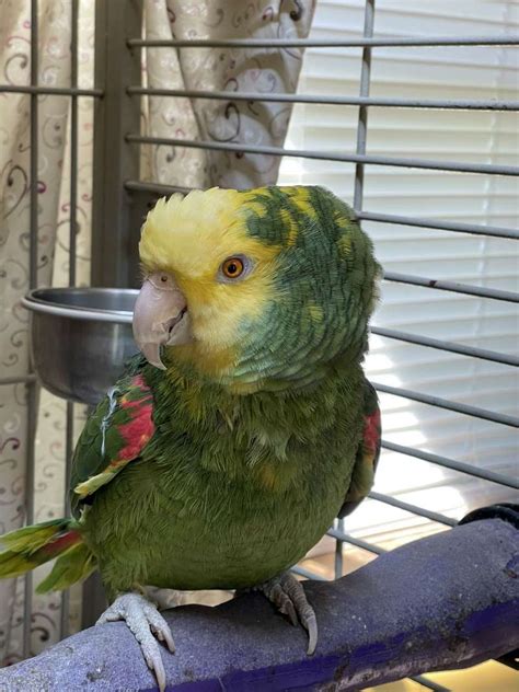 Double Yellow Head Amazon Parrots For Sale