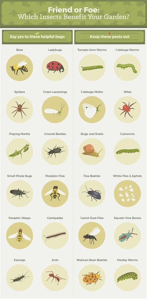 Friend Or Foe Which Insects Benefit Your Garden Slugs In Garden