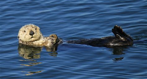 Rescued Rehabbed Sea Otter Found Shot Dead Along California Central
