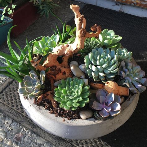Repotting is only ever required when the roots start to burst out the base of the pot or become obvious. Beautiful succulent arrangement for delivery today. www ...