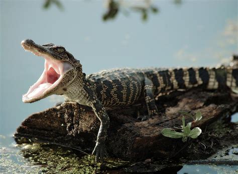 Newborn Alligator