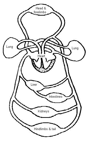 11 Circulatory System Unlabeled Diagram Robhosking Diagram