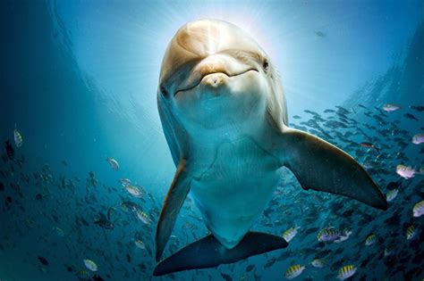 2048x1152 Dolphin Hd 2048x1152 Resolution Hd 4k Wallpapers Images