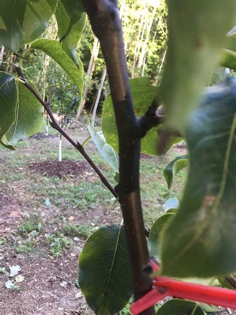 Maybe you would like to learn more about one of these? Is this fireblight and what are the dots on the Asain Pear ...