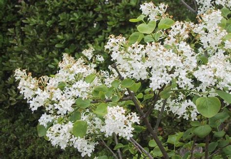 This is a list of species with white flowers found on this site, in order by the. Sandy Bottom-Shrubs