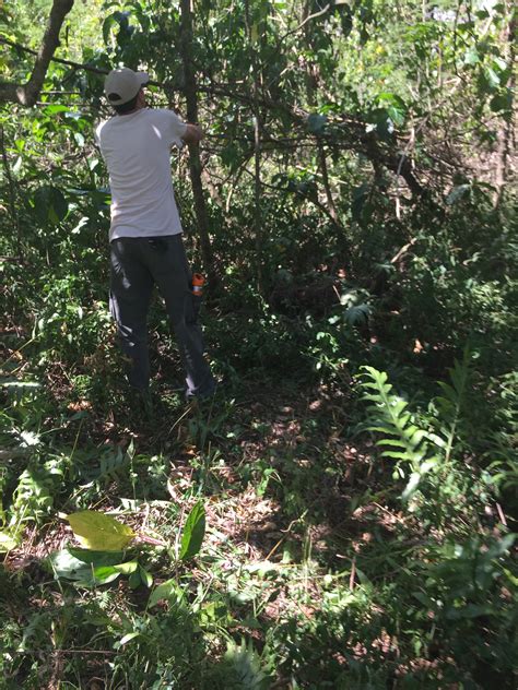 Houston Zoo Staff Saving Wildlife In The Mariana Islands Part Ii