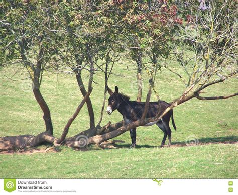 Donkey Tree Stock Image Image Of Meadow Animal Mammal 8088809