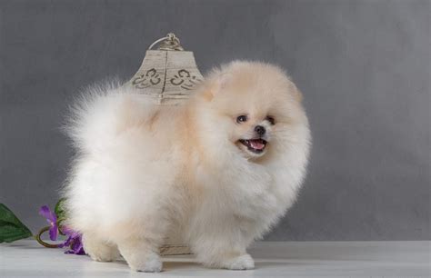 Gorgeous little pomeranian puppies for pom's home. Teacup Pomeranian puppies for sale in Los Angeles and New York