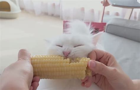 Catsbeaversandducks Cats Eating Corn On The Cob Via Cats Beavers