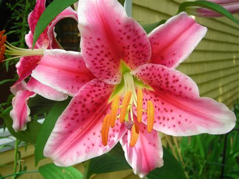 Moms Pink Tiger Lilys Tiger Lily My Flower Lily