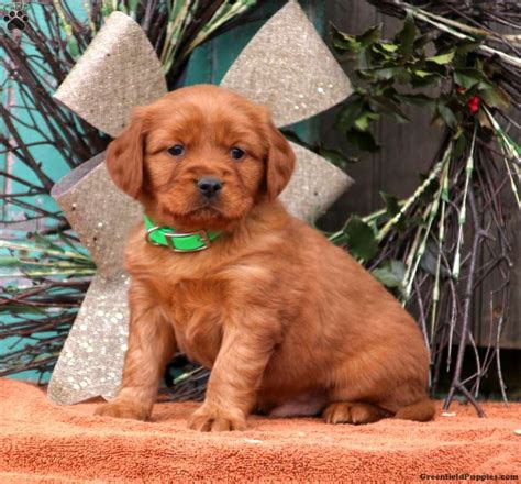 Cody - Miniature Golden Retriever Puppy For Sale in ...