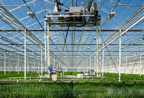 Growing Chrysanthemums In Modern Dutch Greenhouse Maasdijk Zuid