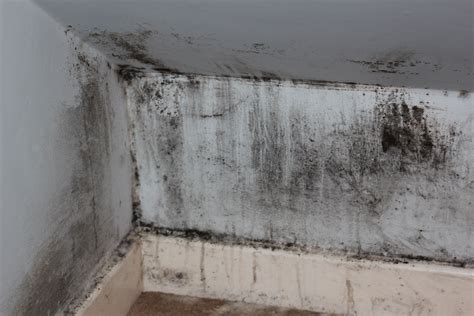 Mold Removal Diy Vs Professional Mold Solutions