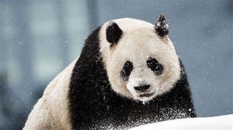 Chinese Giant Pandas Unveiled To Public In Finland World News