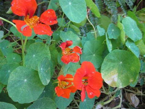 Direct sow as soon as the ground can be worked. Nasturtium seeds | The Seed Collection