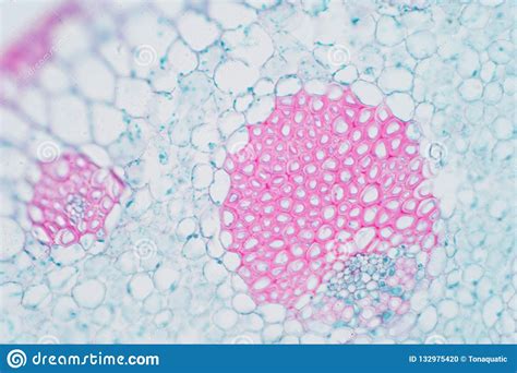 Plant Vascular Tissue Under Microscope View Stock Photo