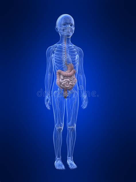 Child Anatomy - Boy Royalty Free Stock Image - Image: 15434866