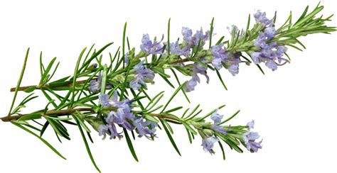 Rosemary Download Free Png Png Play