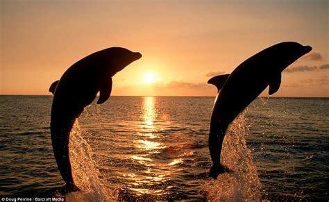 Jumping For Joy Dolphins Who Don¿t Stop Playing Even When The Sun Goes Down Daily Mail Online
