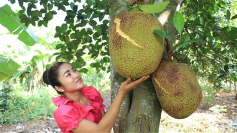 Pick Ripe Jackfruit From Jackfruit Tree Ripe Jackfruit Recipe