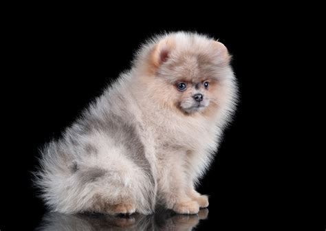 Teacup Pomeranian Breed Guide Traits Cost And More Dog Food Care