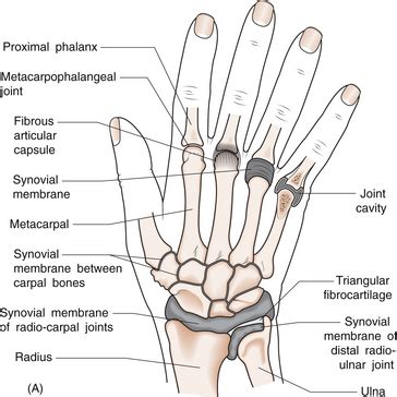 Bones Of The Right Hand Showing Muscular And Tendinous Attachments Def