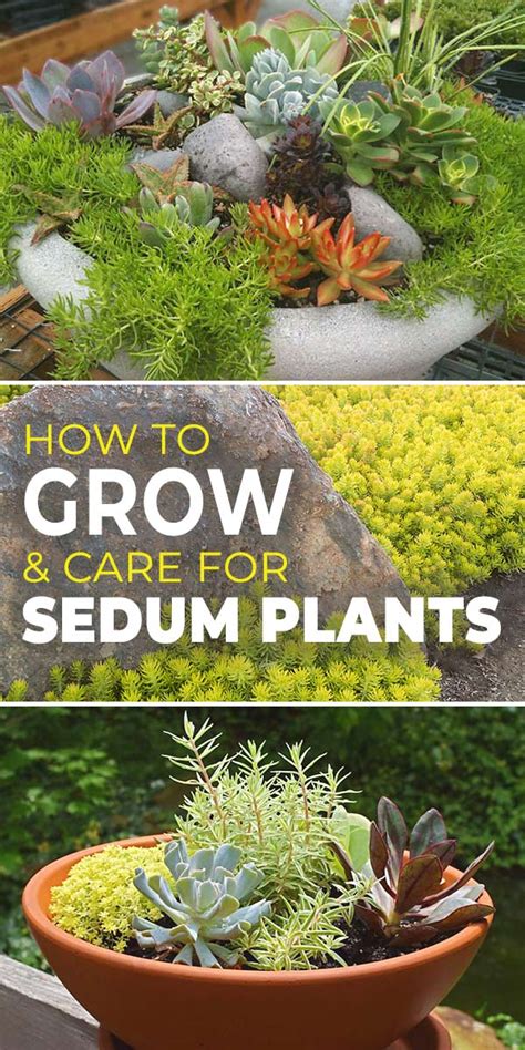 How To Grow And Care For Sedum Plants • The Garden Glove Sedum Plant Sedum Plants