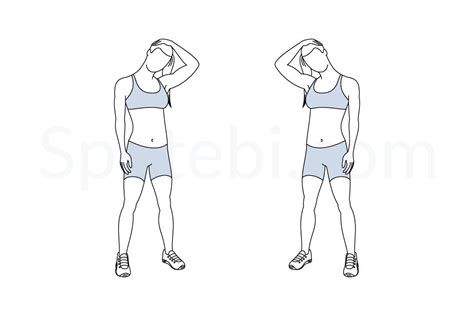 Neck Stretch Illustrated Exercise Guide Workout Guide Basic