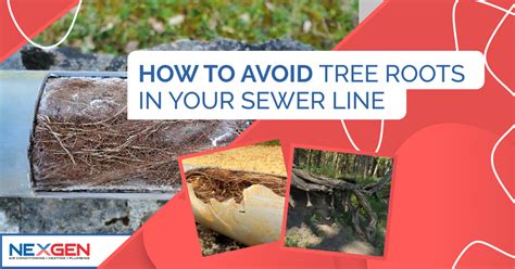 How To Avoid Tree Roots In Your Sewer Line Nexgen Hvac Plumbing