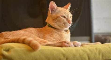 Ginger Cat Appreciation Day 2023 8 Interesting Facts About These