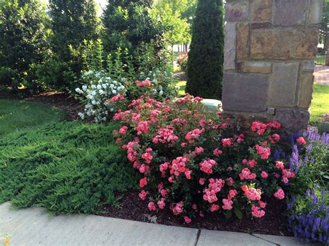 In nyc, this cultivar has excellent, clean foliage all season without spraying for blackspot. Coral Drift® Rose | Drift roses, Knockout roses, Ground cover