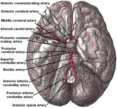 Circle Of Willis The Lecturio Medical Online Library