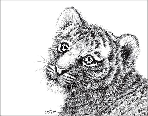 Tiger Cub Drawing By Cherie Taylor Redbubble